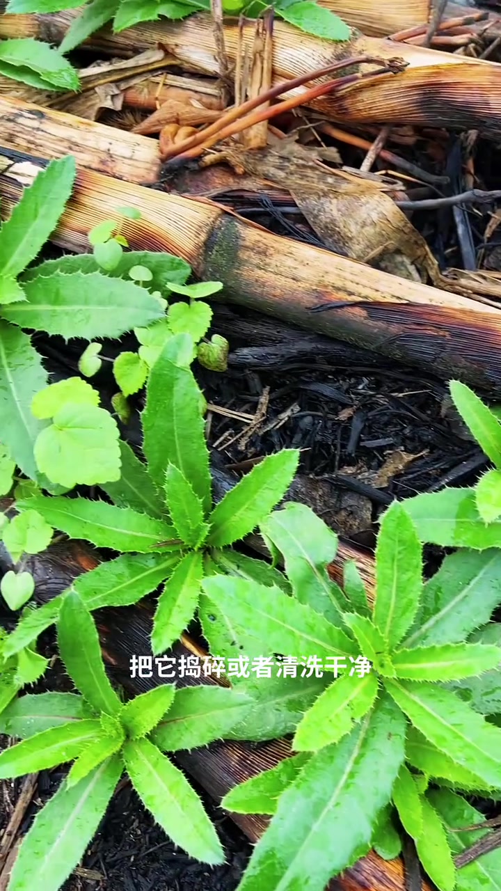 春天的野菜有哪些